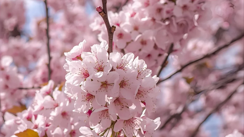Cherry Blossom Captions
