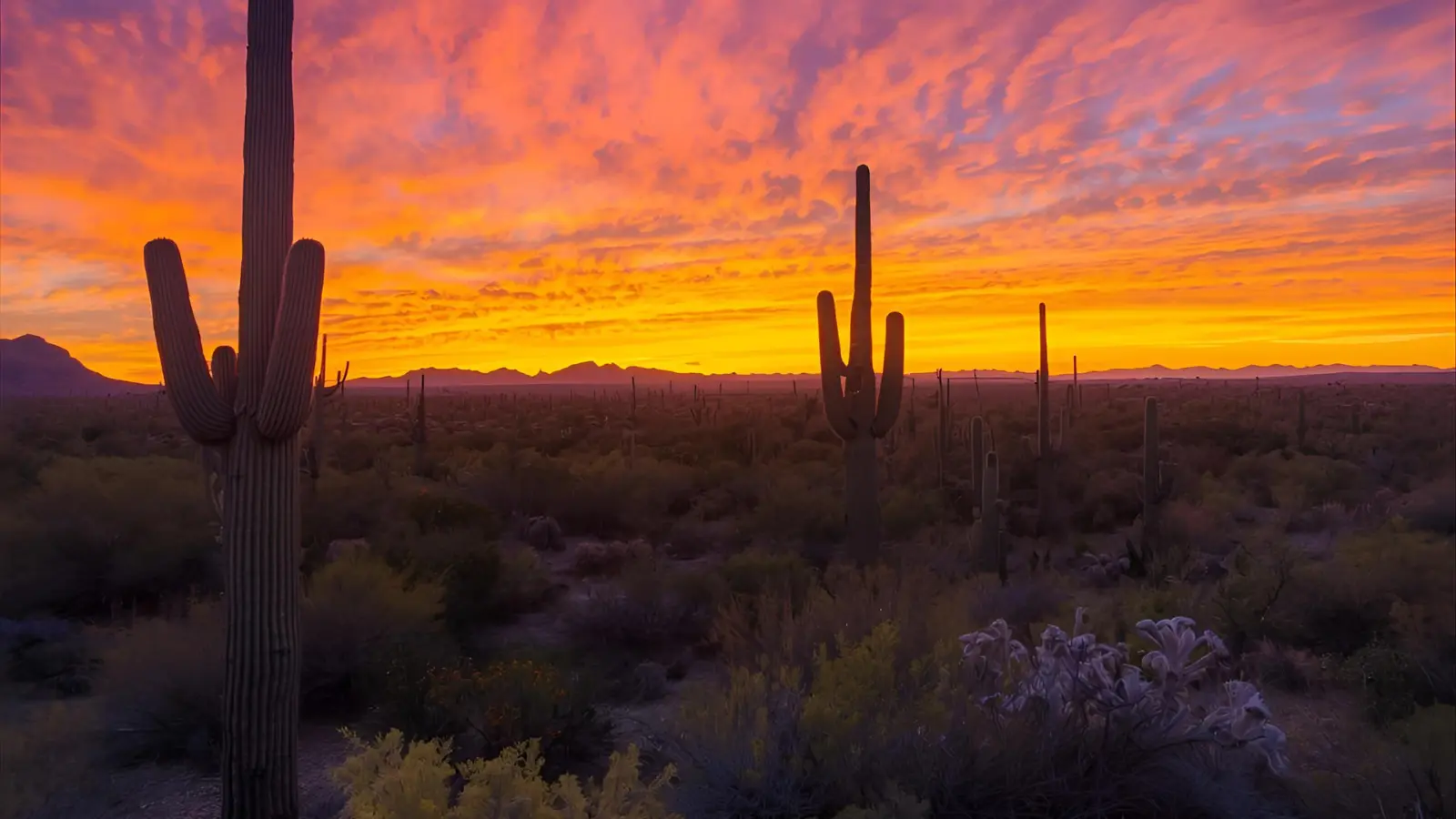 Arizona Captions