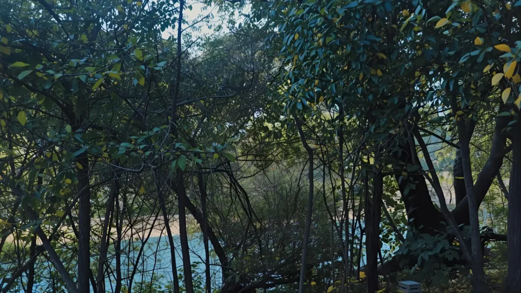  Nature Instagram Captions 