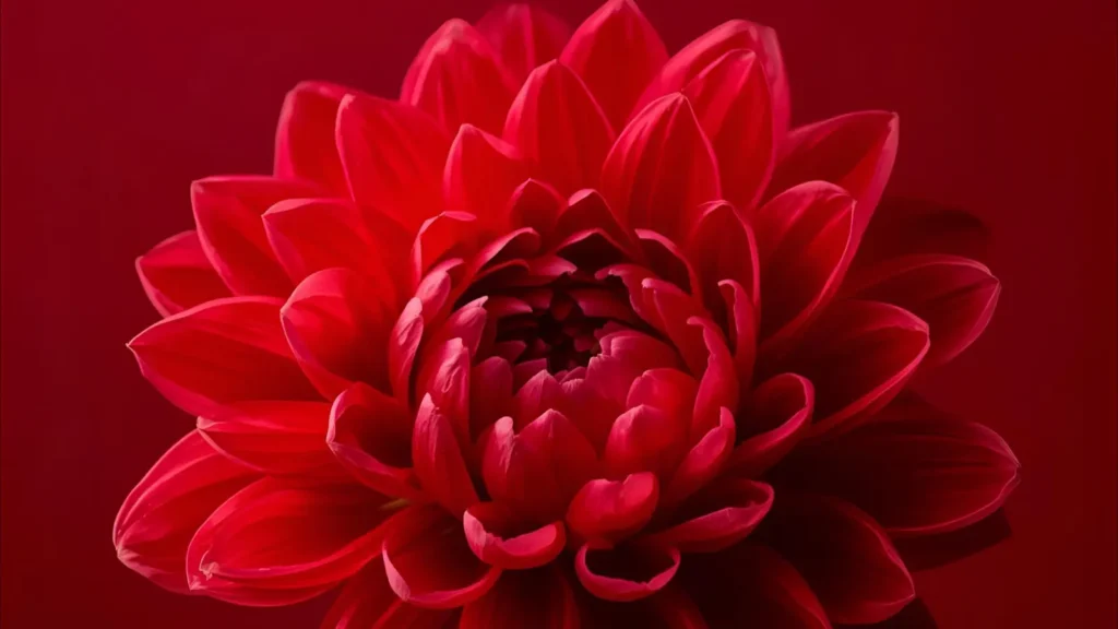 Captions on Red Colour for Instagram